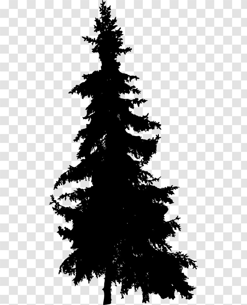 Spruce Pine Fir Tree - Evergreen Transparent PNG