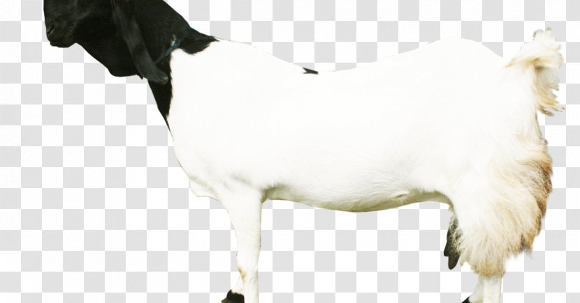 Sheep Dairy Cattle Jamnapari Goat Boer Saanen - Mammal Transparent PNG