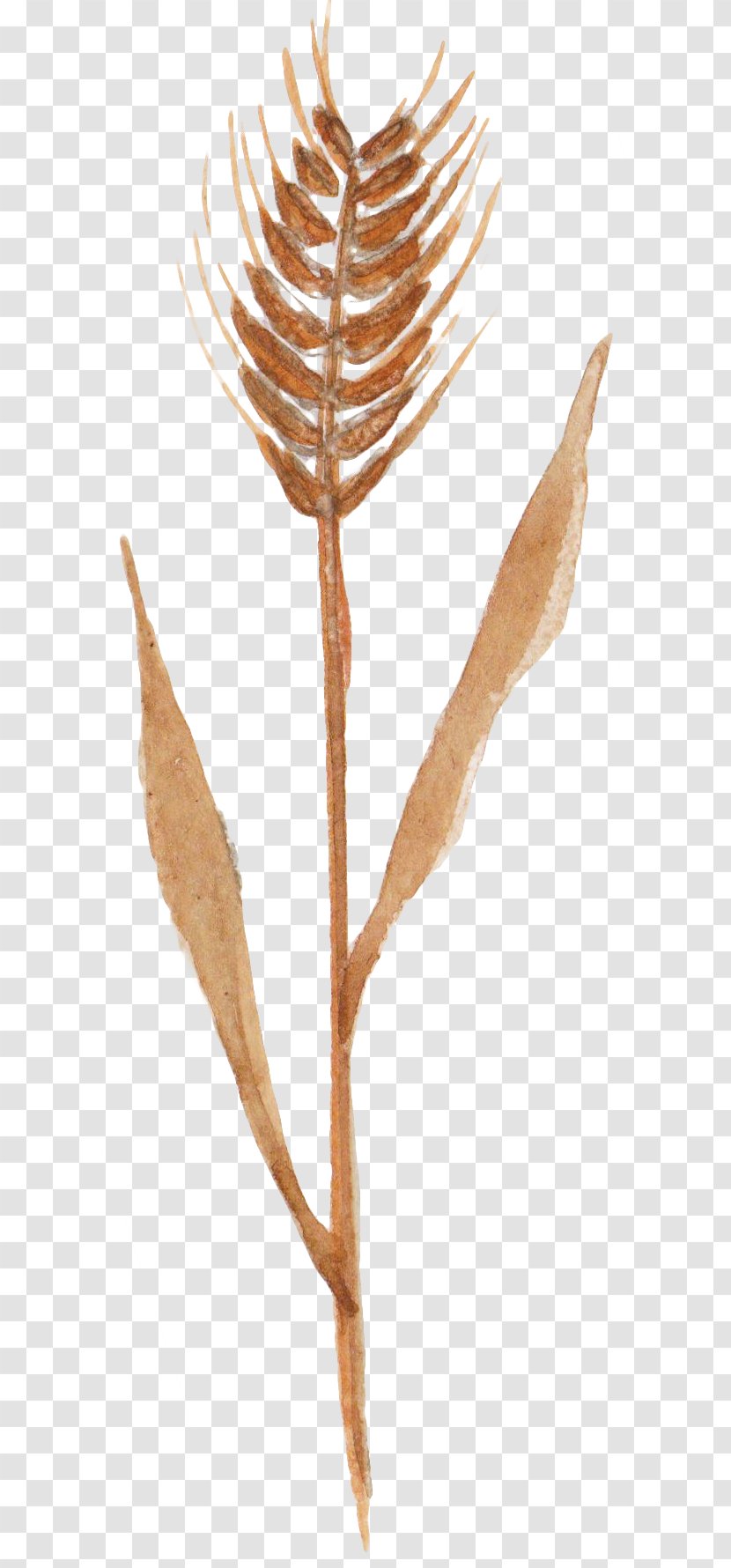 Autumn Wheat Crop - Wing - Hand-painted Transparent PNG