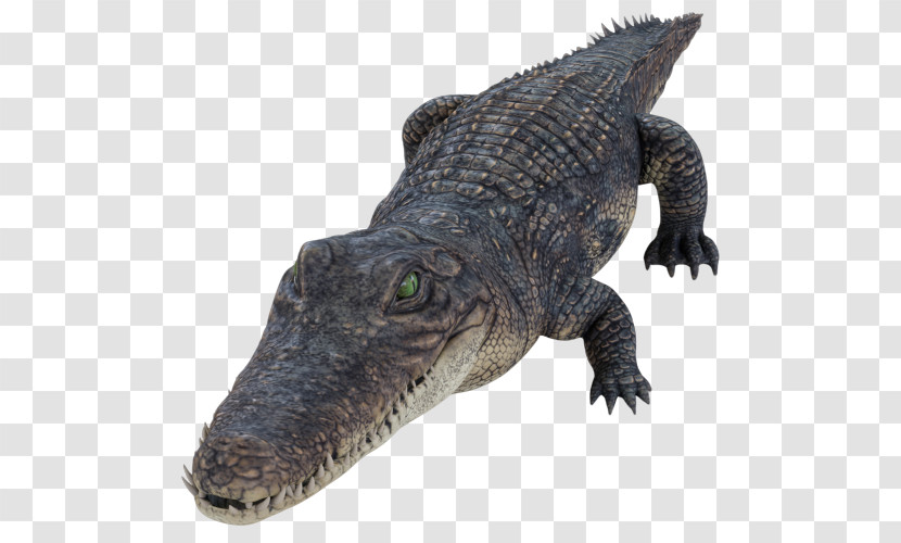 Reptile Alligator Crocodilia Crocodile American Alligator Transparent PNG