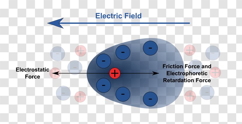 Agarose Gel Electrophoresis Capillary Hemoglobin - Diagram Transparent PNG