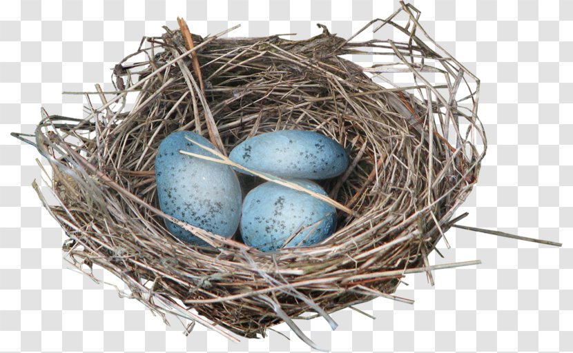 Bird Eggs Nest Clip Art - Lane Egg Transparent PNG