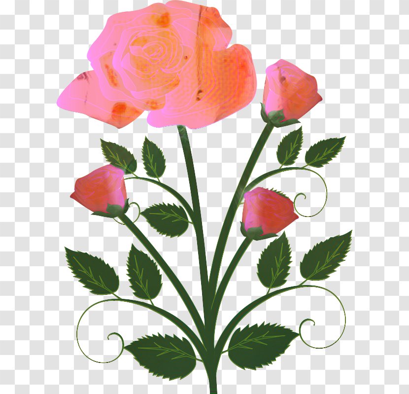 Clip Art Vector Graphics Flower Bouquet Rose - Pink - Plant Transparent PNG