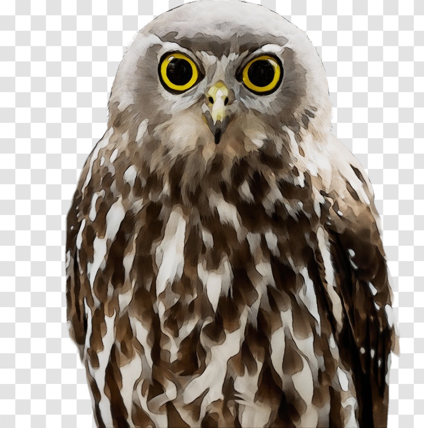 Falcon Hawk Owl M Beak Transparent PNG