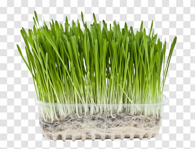 Barley Wheatgrass Juice Superfood - Wheat Transparent PNG