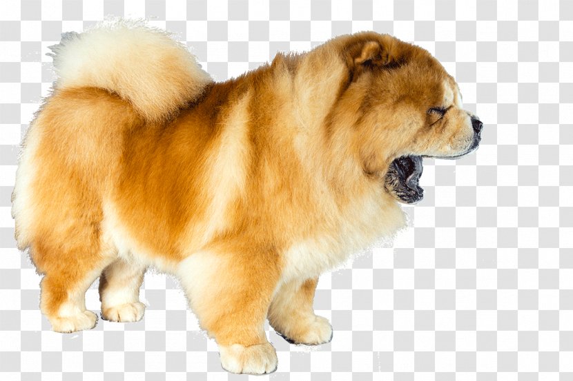 Eurasier Chow German Spitz Dog Breed Puppy - Group Transparent PNG