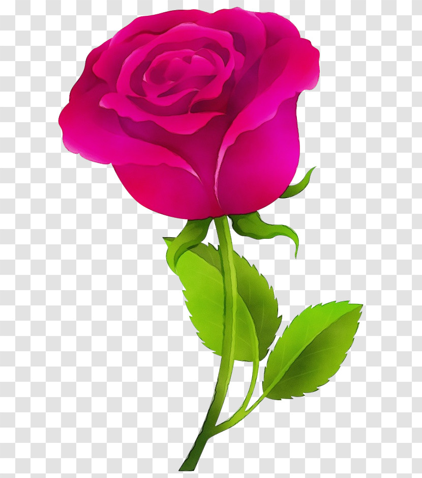 Rose Transparent PNG