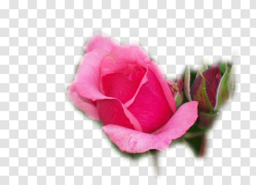 Garden Roses Cabbage Rose Floribunda Cut Flowers Petal - Pet Center Transparent PNG