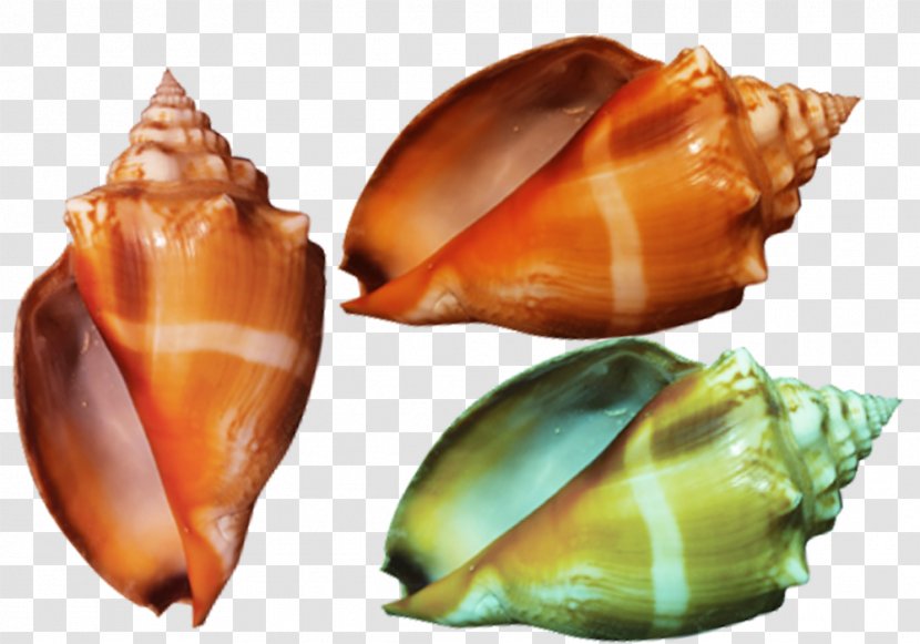 Color Conch Yellow Google Images - Clams Oysters Mussels And Scallops - Colorful Transparent PNG