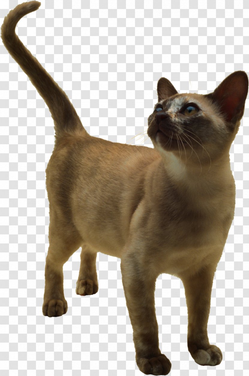 Burmese Cat Siamese Chartreux Animal Kitten - Cats Transparent PNG