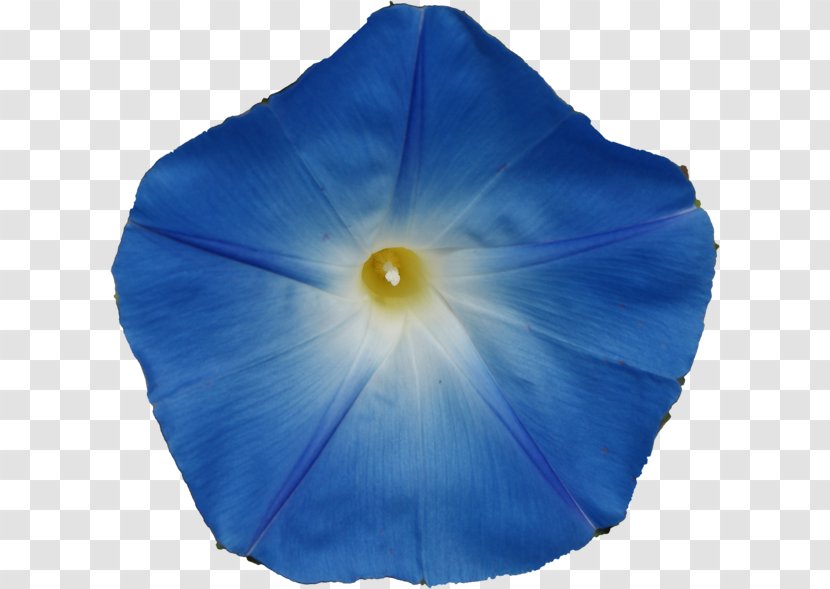 Turbina Corymbosa Morning Glory Psychoactive Plant Ergine Plants - Blue - Forgetting Transparent PNG
