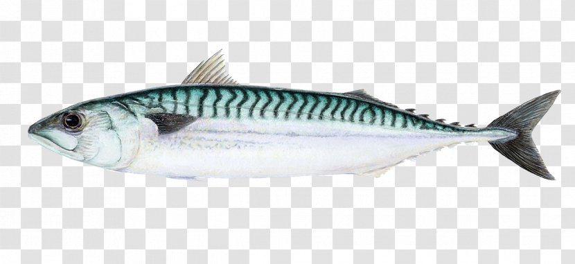 Atlantic Mackerel Thunnus Sardine Chub - Bonito - Fish Transparent PNG
