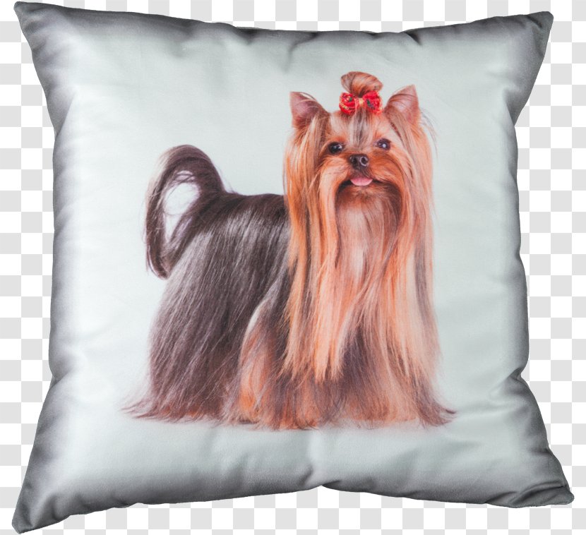Yorkshire Terrier Puppy American Staffordshire Pit Bull - Cushion Transparent PNG