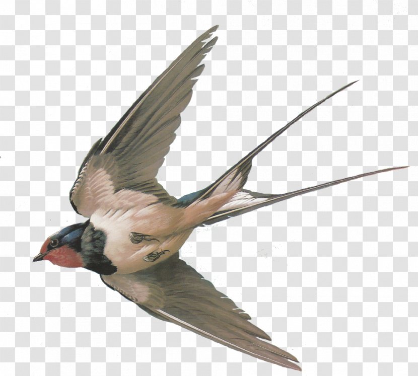 Bird Barn Swallow Pigeons And Doves Sparrow Tree - Tern Perching Transparent PNG