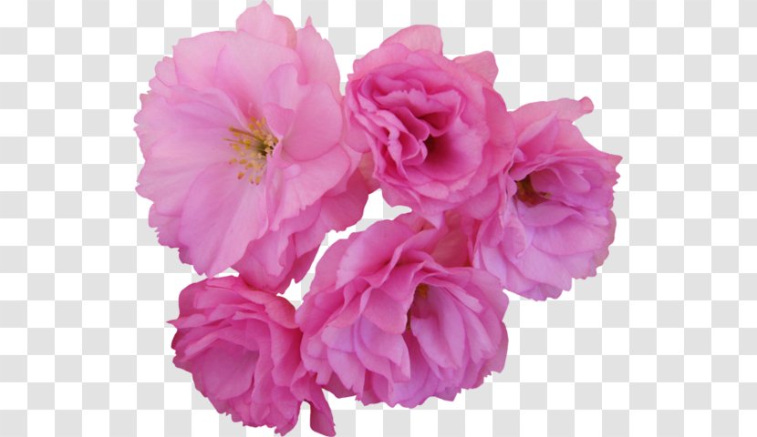 Flower Cherry Blossom Centifolia Roses Garden Clip Art - Flowering Plant Transparent PNG