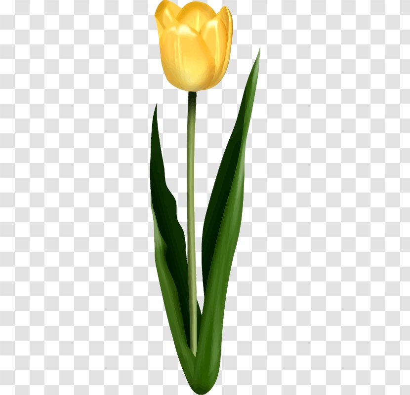 Tulip Cut Flowers Clip Art - Flowerpot Transparent PNG