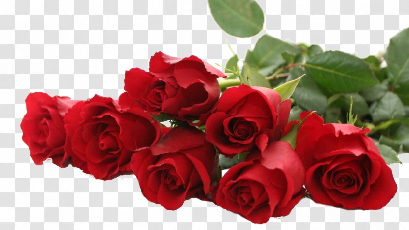 Garden Roses Desktop Wallpaper Flower Pink - Floribunda - Women Day Red Rose Transparent PNG