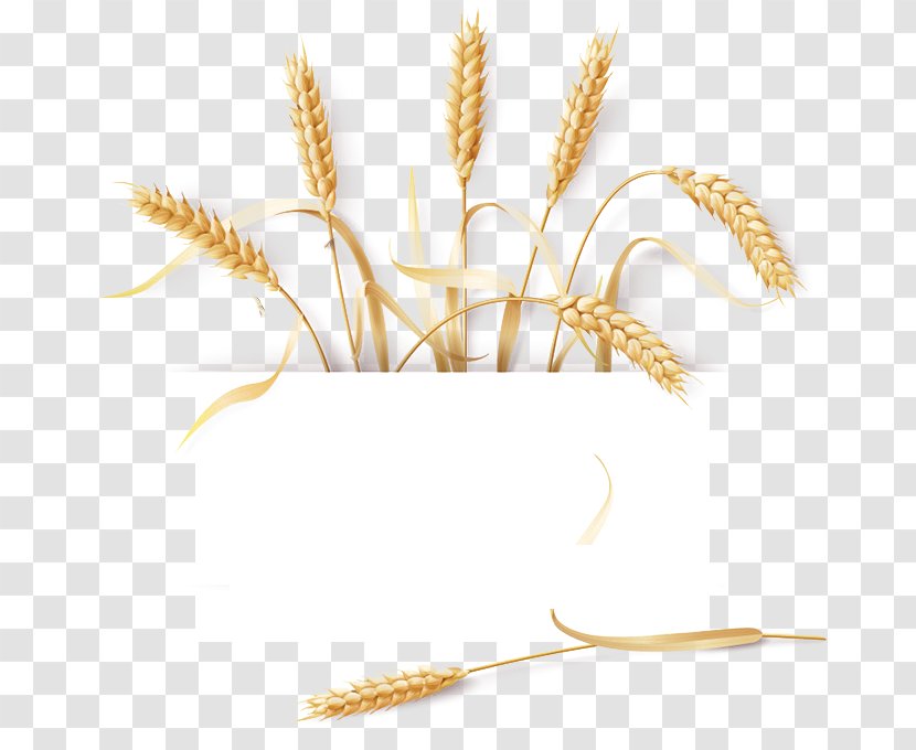 Common Wheat Barley Cereal Ear - Flowering Plant Transparent PNG