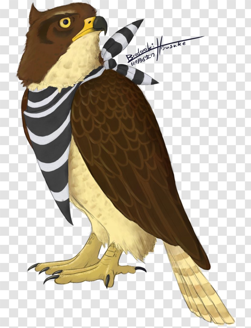 Hawk Owl Eagle Beak Feather - Tail - Redtailed Transparent PNG