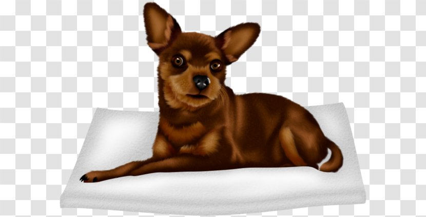 Chihuahua Russkiy Toy Prague Ratter Puppy Companion Dog Transparent PNG