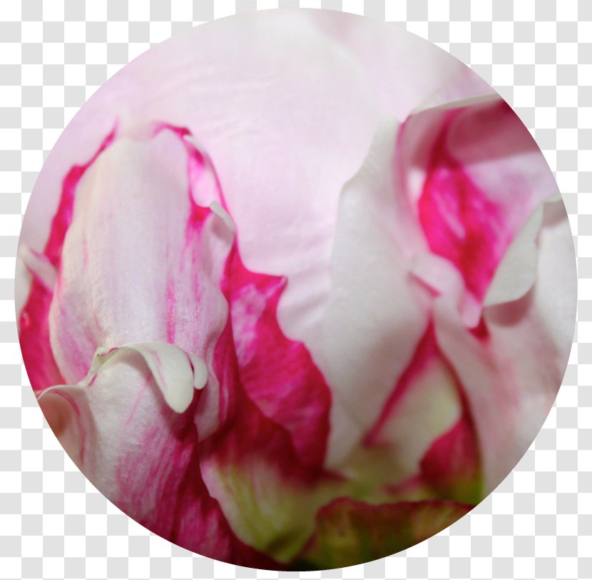 Cabbage Rose Garden Roses Peony Petal - Rosa Centifolia Transparent PNG