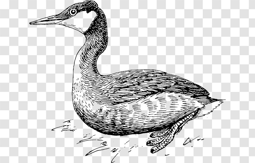Duck Goose Bird Grebe Extinction - Wing Transparent PNG