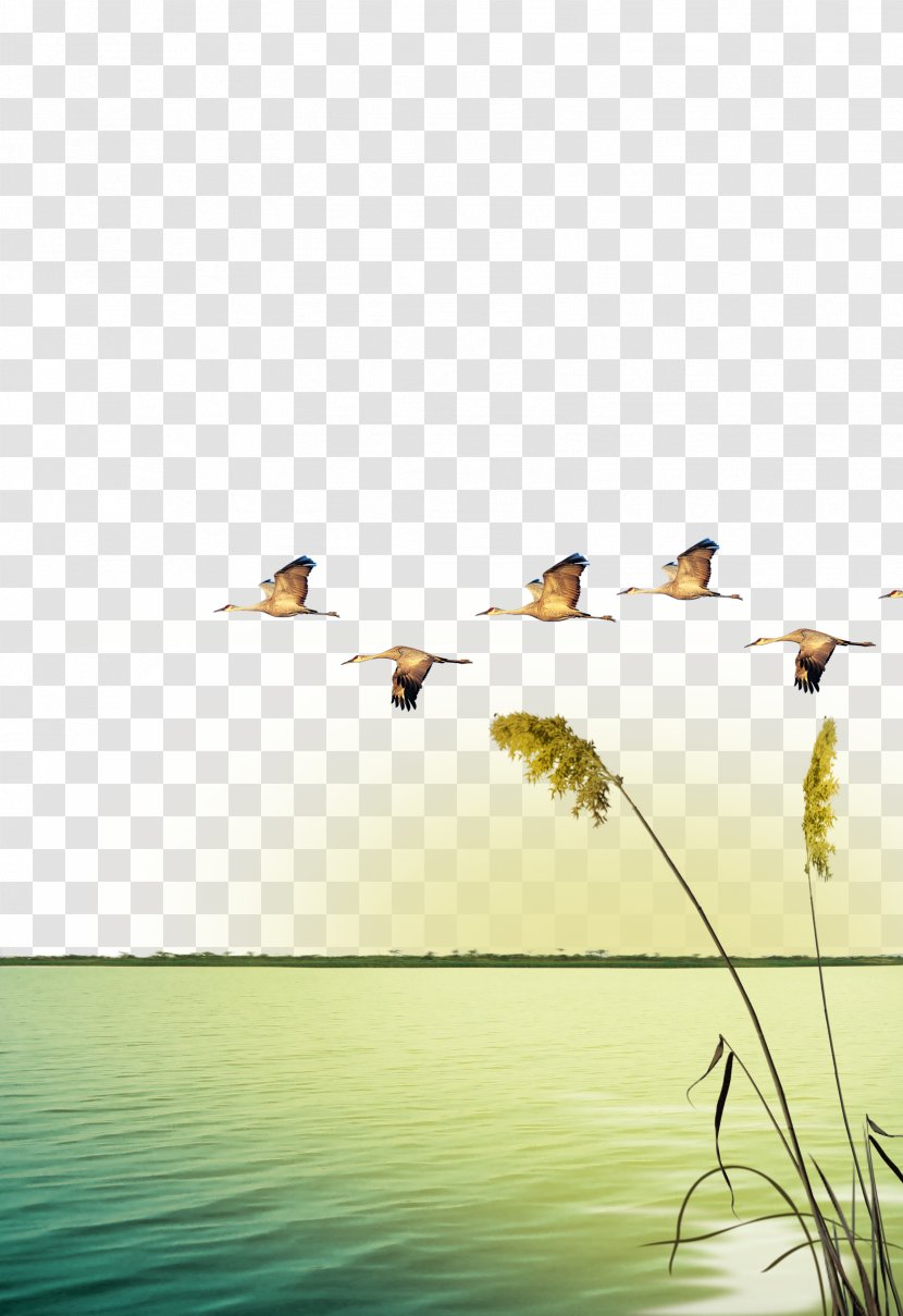 Swan Goose Afterglow Fukei Sunset - Riverside Reeds Creative Background Transparent PNG