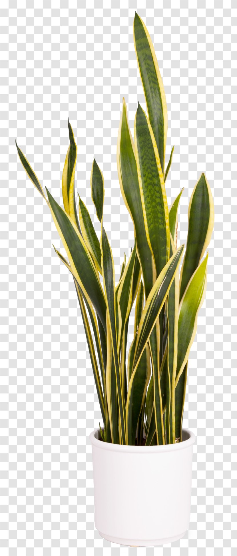 Viper's Bowstring Hemp Houseplant Evergreen Cupressaceae - Plant Transparent PNG