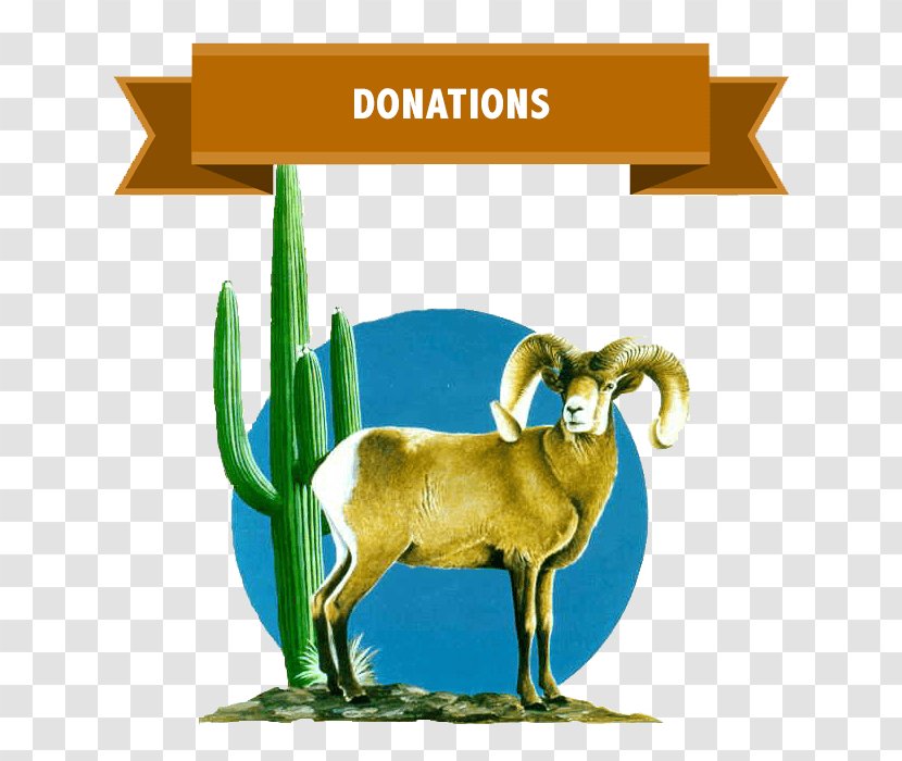 Goat Desert Bighorn Sheep Argali - Fauna Transparent PNG