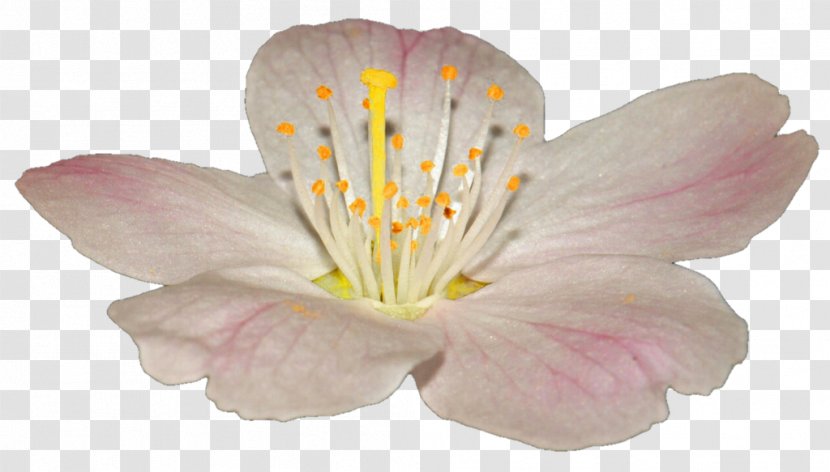 Lily Of The Incas - Plant - Apple Flower Transparent PNG