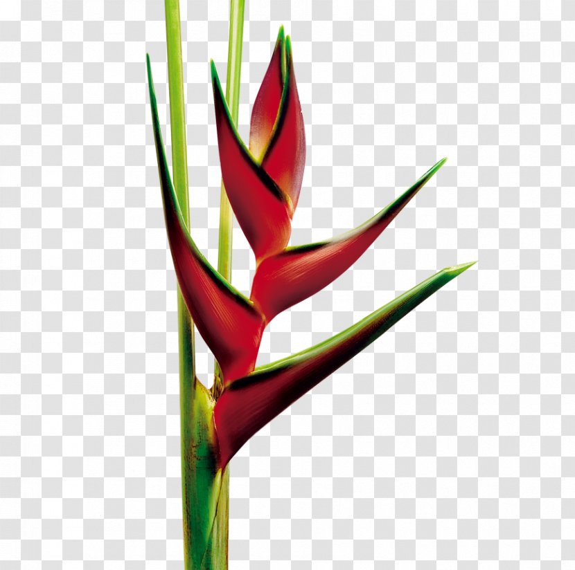 Heliconia Rostrata Cut Flowers Plant Bird Of Paradise Flower - Heliconiaceae Transparent PNG