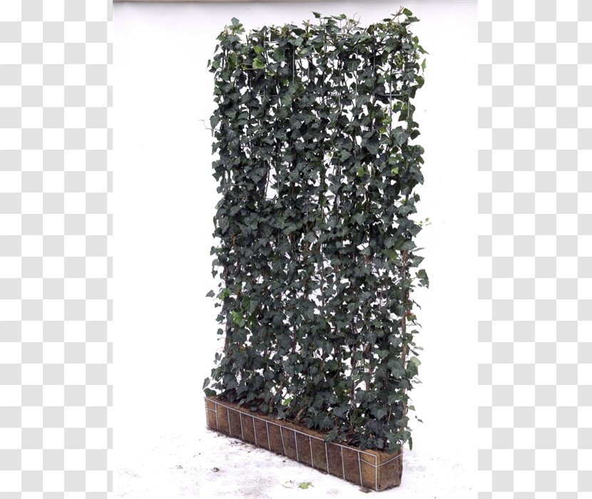 Common Ivy Garden Topiary Tree Houseplant - Centre - Hedera Transparent PNG