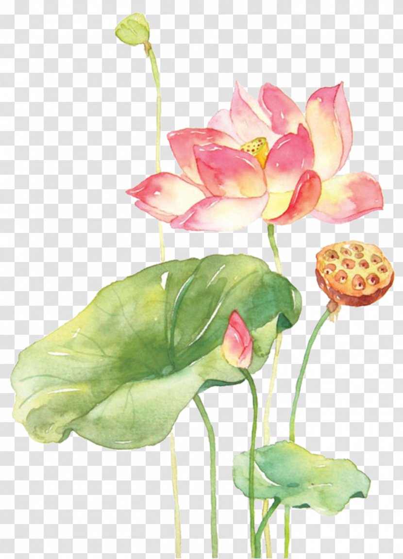 Watercolor Painting Techniques Watercolour Flowers Nelumbo Nucifera Transparent PNG
