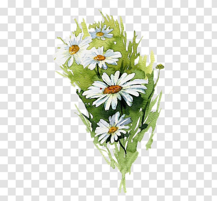 Watercolor Painting Common Daisy Illustration - Aster - Hand Painted Chrysanthemum Transparent PNG