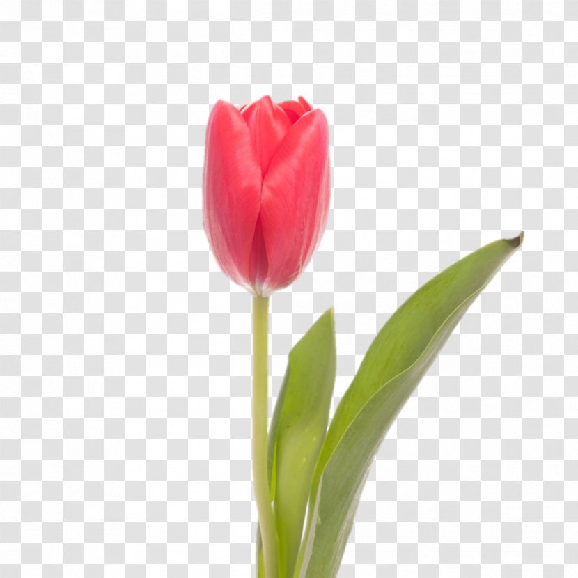 Skagit Valley Tulip Festival Flower Indira Gandhi Memorial Garden Centrepiece - Seed Plant - Lakshmi Transparent PNG