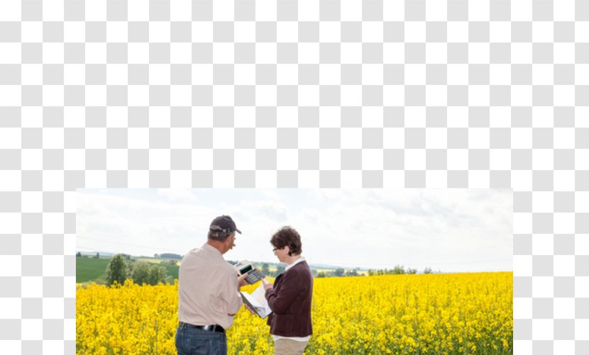 Canola Stock Photography Royalty-free - Sunflower - Railway Transparent PNG