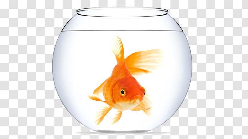 Goldfish Aquarium Clip Art - Feeder Fish Transparent PNG