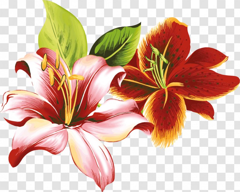 Hemerocallis Fulva Flower Lilium Clip Art - Coloring Book - Lily Transparent PNG