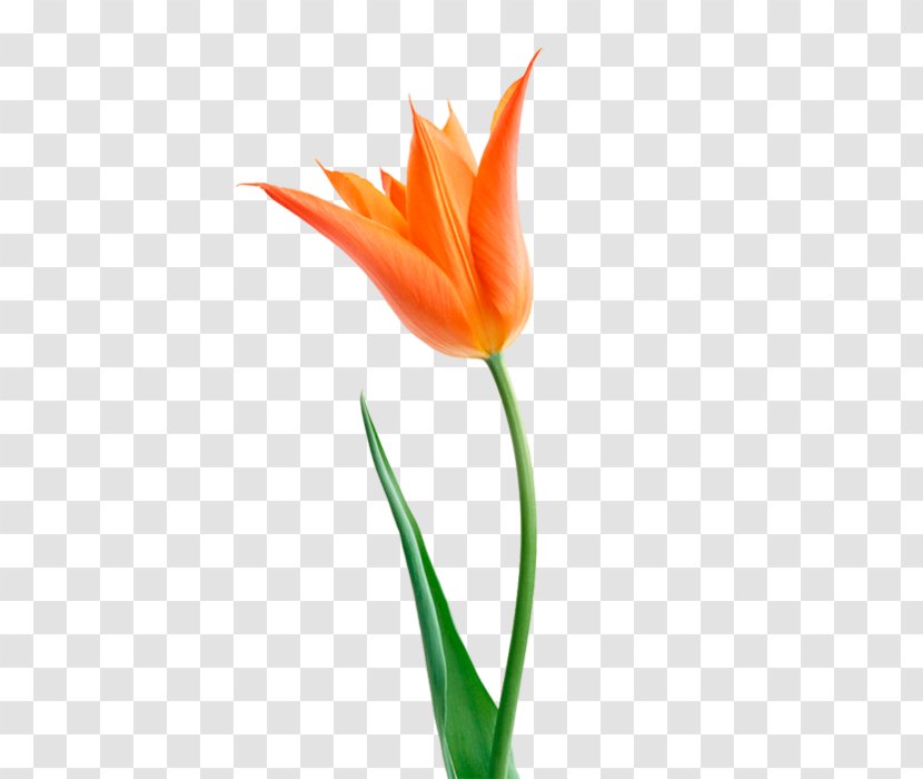 The Tulip: Story Of A Flower That Has Made Men Mad Orange Cut Flowers Bouquet - Tulip Transparent PNG