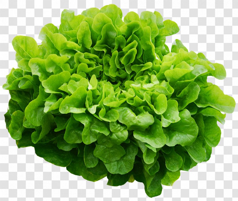 Chickweed Herb Ingredient Romaine Lettuce Greens - Garnish - Oakleaf Green Oak Transparent PNG