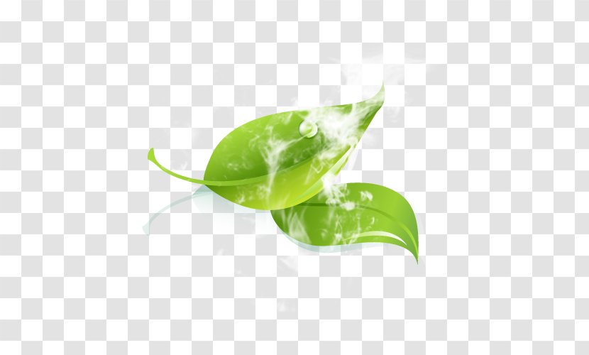 Leaf Green Water Plant Stem Transparent PNG