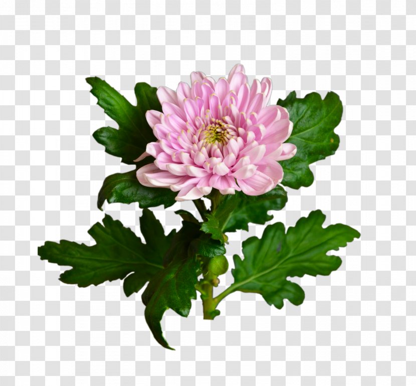 Chrysanthemum Цветочный магазин STUDIO Flores Flower Bouquet Garden Roses - Artikel Transparent PNG
