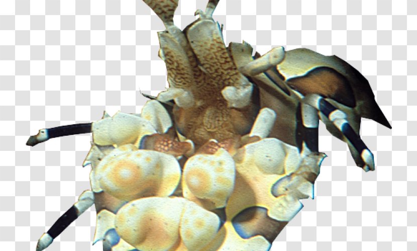 Decapods - Coral Reef Transparent PNG