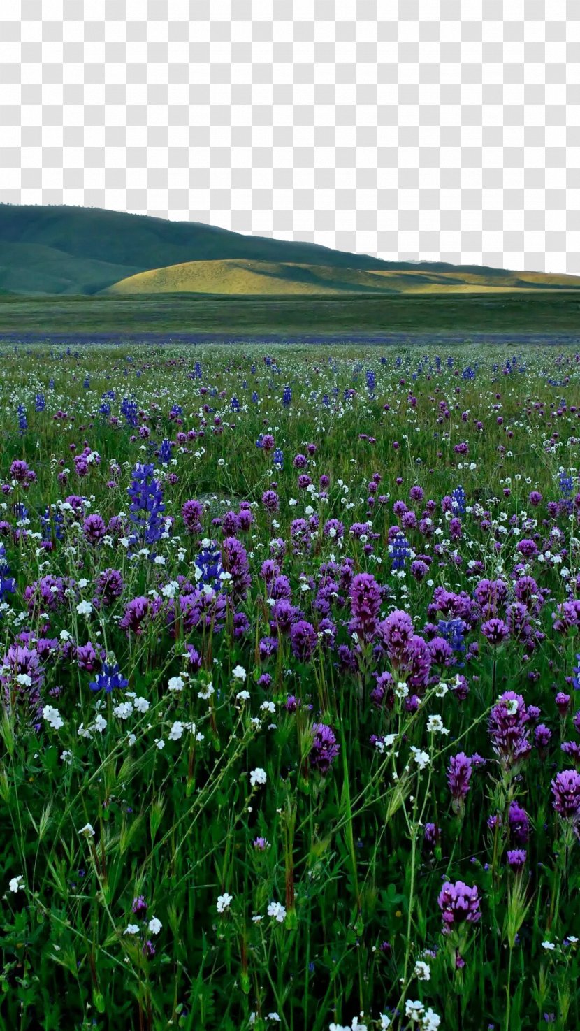 Lavender Violet Purple Wallpaper - Grassland - Fields On Transparent PNG