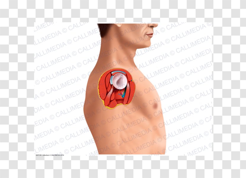 Shoulder Joint Human Anatomy Neck - Watercolor - Head And Transparent PNG