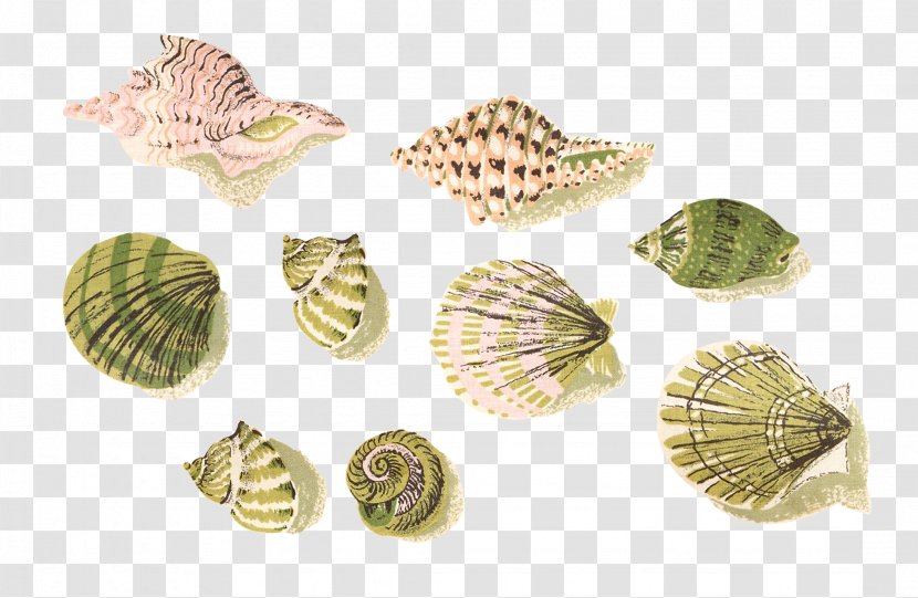 Cockle Seashell Mussel Clip Art - Snail Transparent PNG