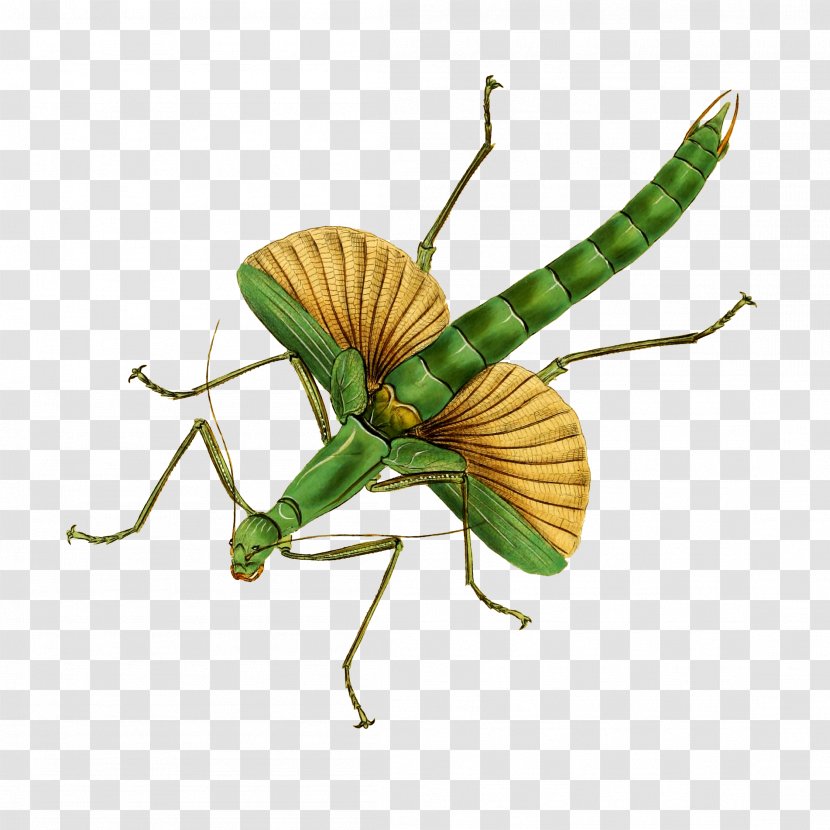 Insect Mantidae Mantis Grasshopper Pest - Plant Cricketlike Transparent PNG