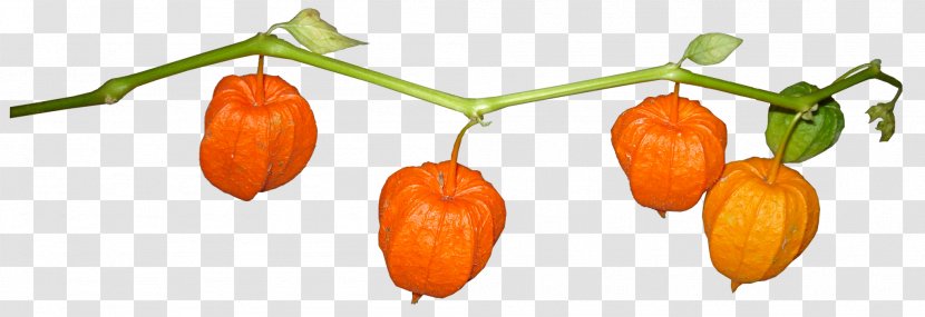 Peruvian Groundcherry Chinese Lantern Tomatillo Nightshade Plant - Bell Peppers And Chili - Lanterns Transparent PNG