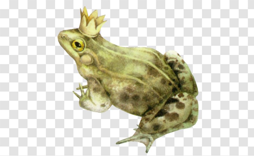 American Bullfrog Amphibians The Frog Prince Toad - Fauna - Green Transparent PNG