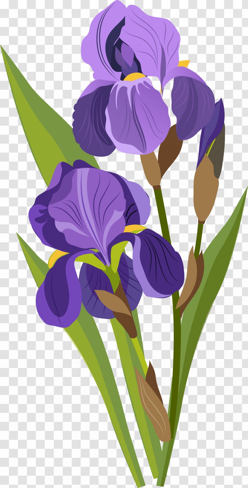 Download Drawing Tulip - Iris Family - Purple Tulips Transparent PNG
